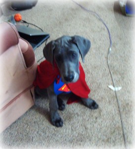 Superpuppy
