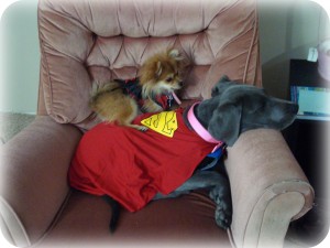costumepups